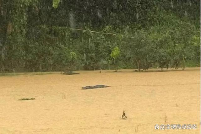 广东中山特大暴雨,不少汽车被水浸没,4条鳄鱼出逃