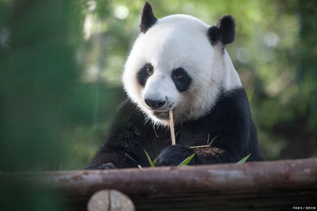 云南罕见一击毙野生大熊猫,原因竟是吃了不该吃的食物
